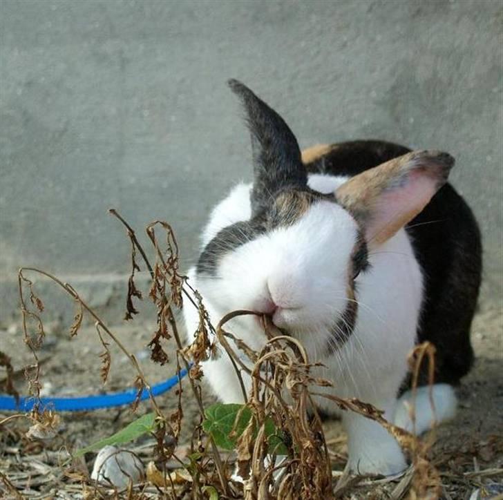 Kanin Mimrelunds Miso - RIP billede 9