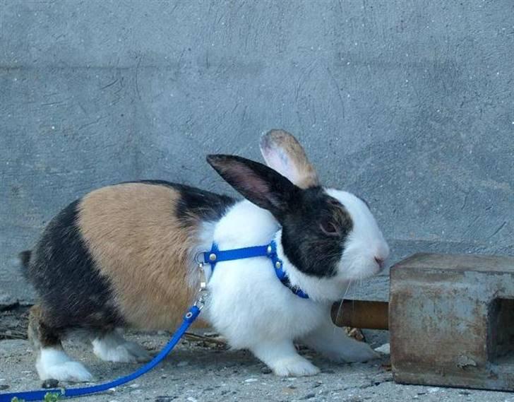 Kanin Mimrelunds Miso - RIP billede 10