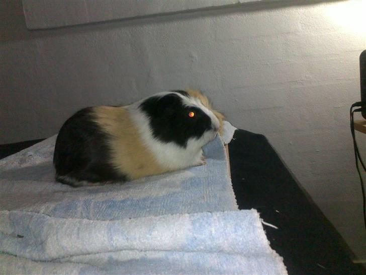 Marsvin Charlie billede 13