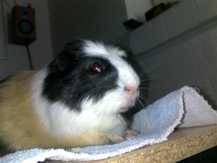 Marsvin Charlie billede 14