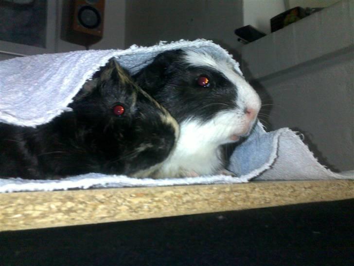 Marsvin Charlie - Ja de fik sku lige et håndklæde omkring sig igår aftes da vi så gyser, de kunne vidst godt lide det :) billede 15