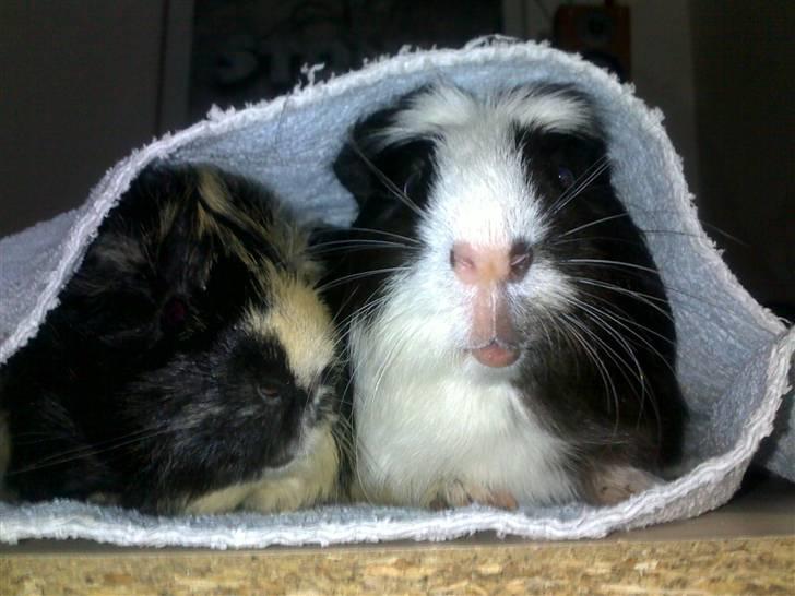 Marsvin Charlie billede 16