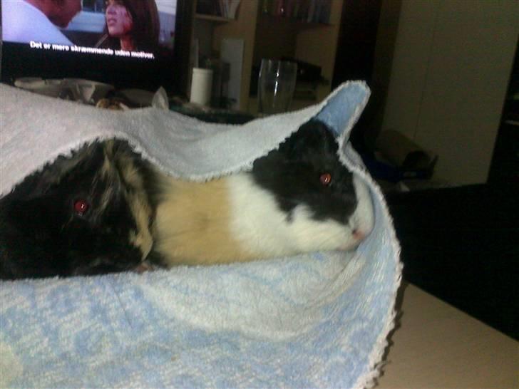 Marsvin Charlie billede 17