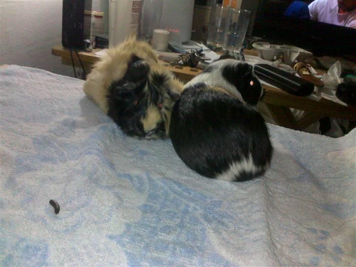 Marsvin Trolderik billede 12