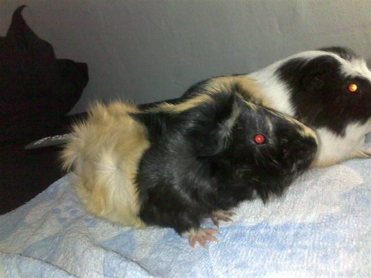 Marsvin Trolderik billede 13