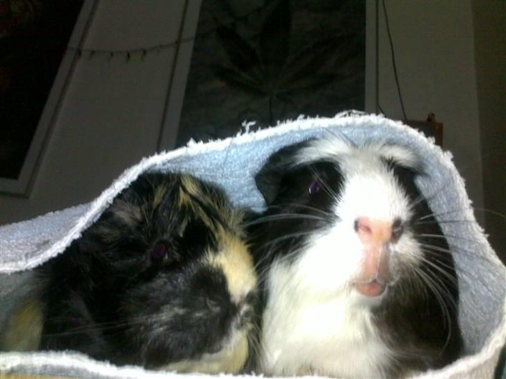 Marsvin Trolderik billede 14