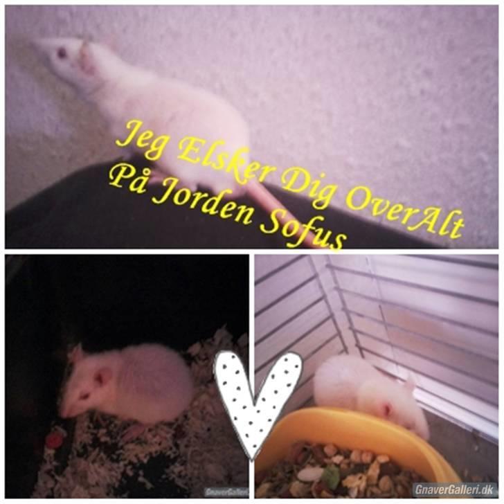 Tamrotte Sofus RIP billede 15