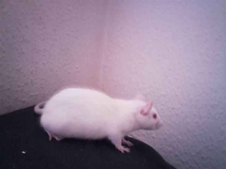 Tamrotte Sofus RIP billede 16