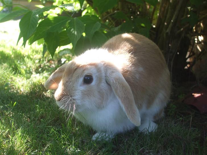 Kanin Makayas prinsesse  billede 8