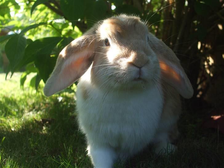 Kanin Makayas prinsesse  billede 1