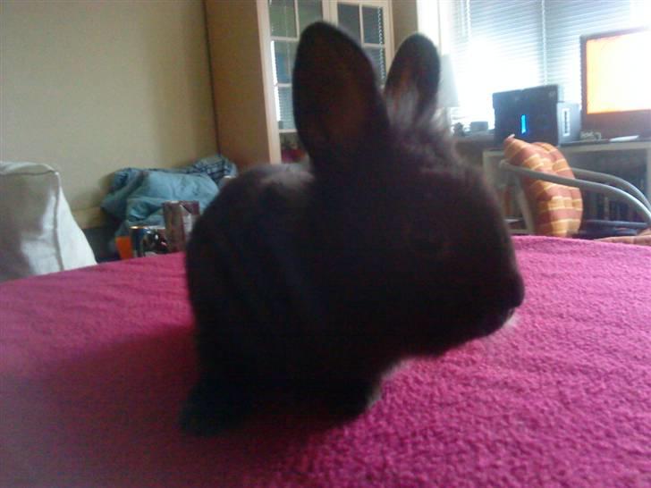 Kanin Esme billede 4
