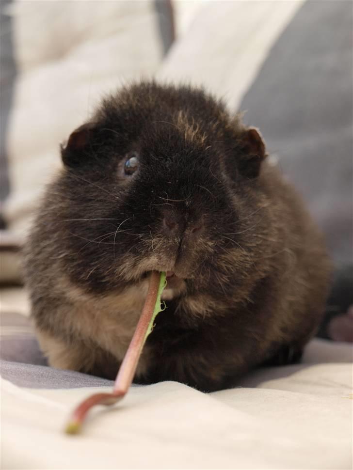 Marsvin Alpha 'Bjørnen Bamse' billede 10