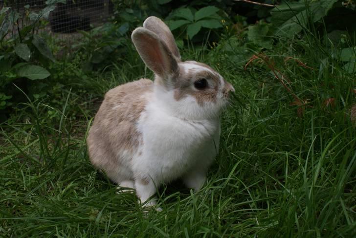 Kanin | † Ziggy's Liv R.I.P. billede 10