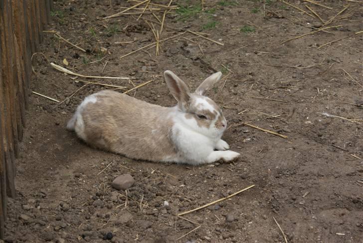 Kanin | † Ziggy's Liv R.I.P. - Nueh <3 billede 11