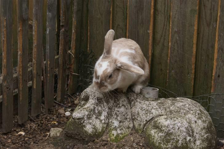 Kanin | † Ziggy's Liv R.I.P. - Dejligt med en parasolfod at hoppe op på.. billede 12