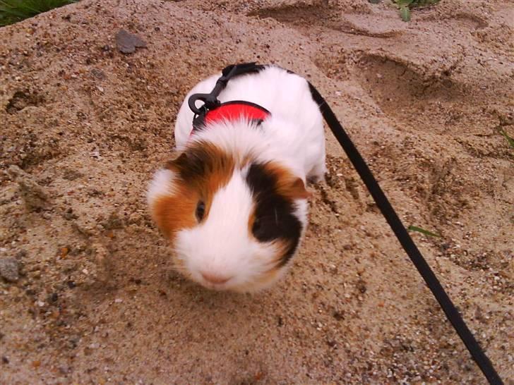 Marsvin Charlie - Charlie ude og gå tur. Sidder her ovre ved naboen i en bunke sand :-) billede 1