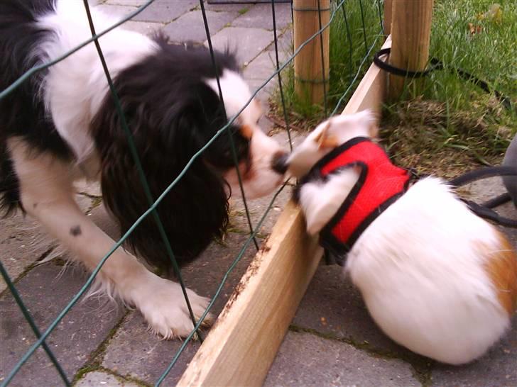 Marsvin Charlie - Bedstevenner(min hund Lucas) :-) billede 2