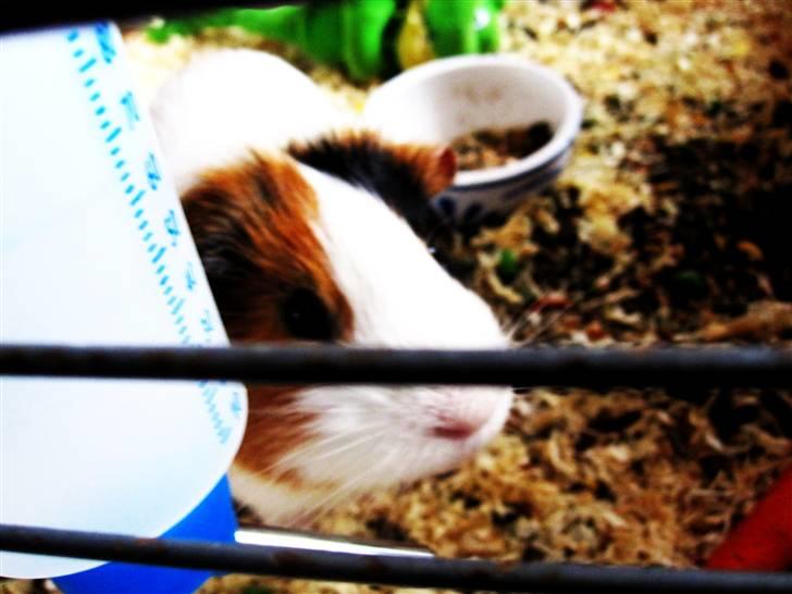 Marsvin Charlie - Charlie i sit bur :-) billede 3