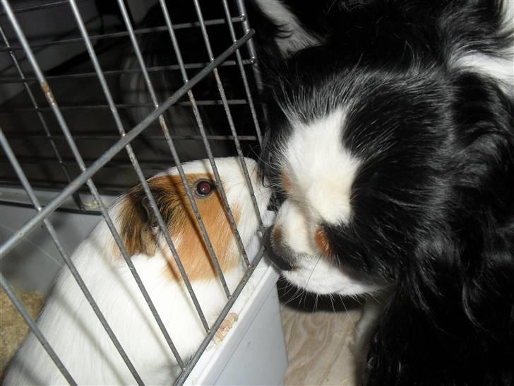 Marsvin Charlie - Bedstevenner :-) billede 4