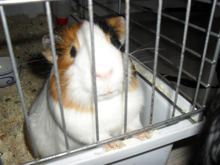 Marsvin Charlie - Skønne Charlie :-) billede 5