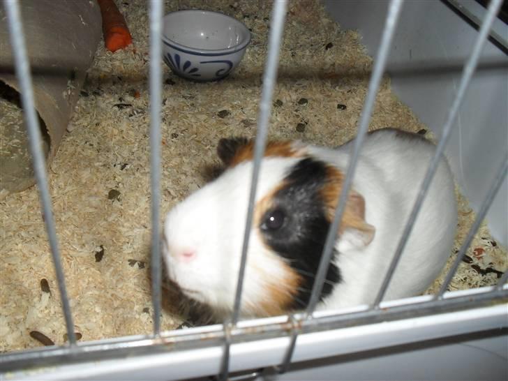 Marsvin Charlie - Charlie min dreng :-) billede 6