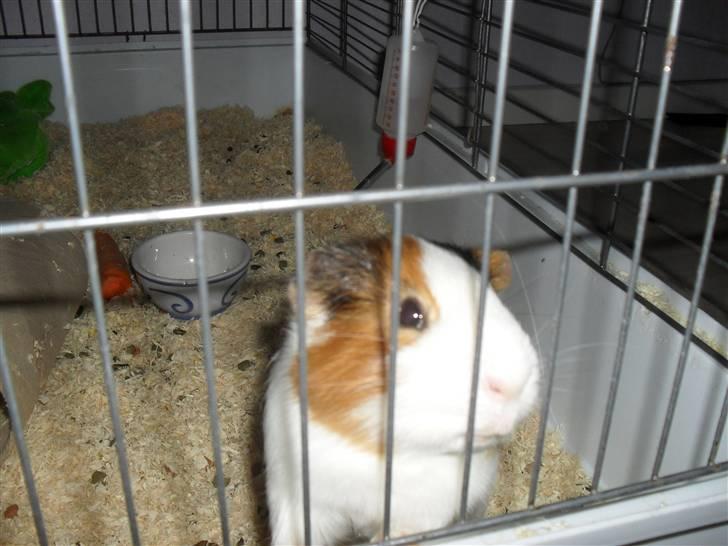 Marsvin Charlie - Charlie´s brune kind :-) billede 7