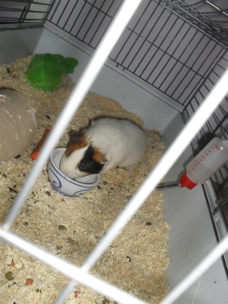 Marsvin Charlie - Charlie som spiser :-) billede 8