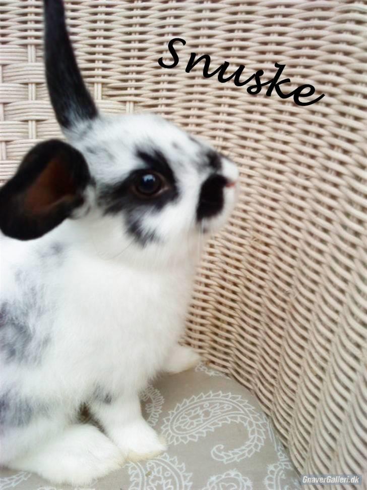 Kanin Snuske my soulmate<33 - Velkommen til mig og dejlige Snuske´s profil<33 billede 1