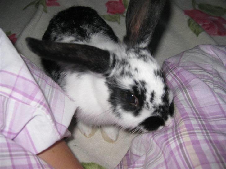 Kanin Snuske my soulmate<33 - Hvor er du sød<33 billede 2