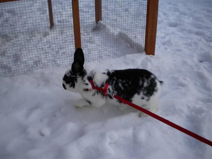 Kanin Snuske my soulmate<33 - Smukke baby<33 billede 3