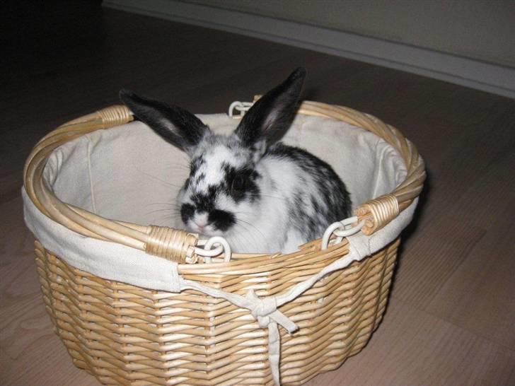 Kanin Snuske my soulmate<33 - Hmm.. kurv :) billede 4