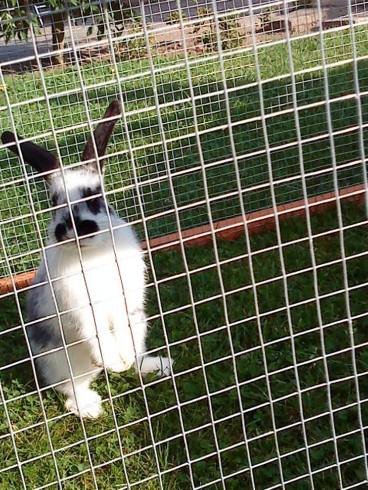 Kanin Snuske my soulmate<33 - Du er alt min skath<33! billede 5