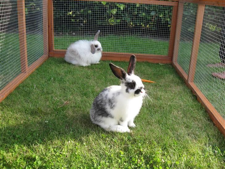 Kanin Snuske my soulmate<33 - Hov hvad var det søde? billede 6