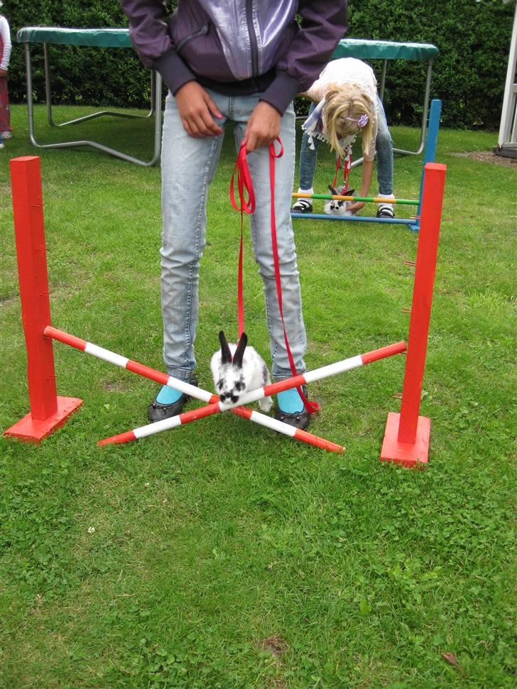 Kanin Snuske my soulmate<33 - springer 1. gang billede 7