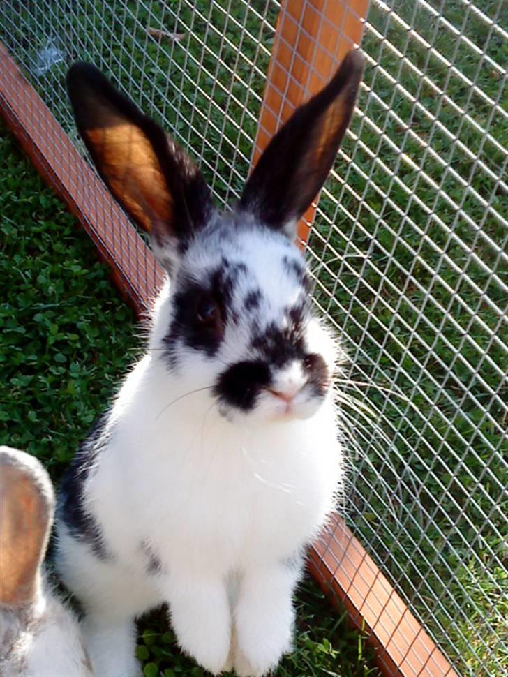 Kanin Snuske my soulmate<33 - Smukke dig <33 :* billede 8