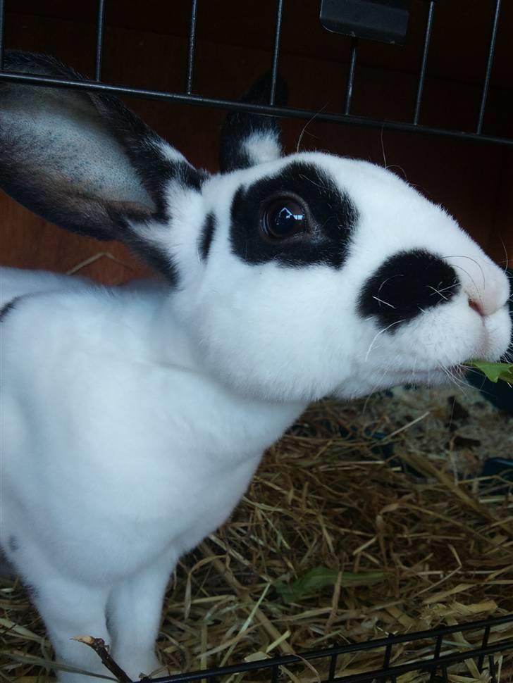 Kanin Ninkos (rex) - Elsker dine krøllede knurhår :D billede 10