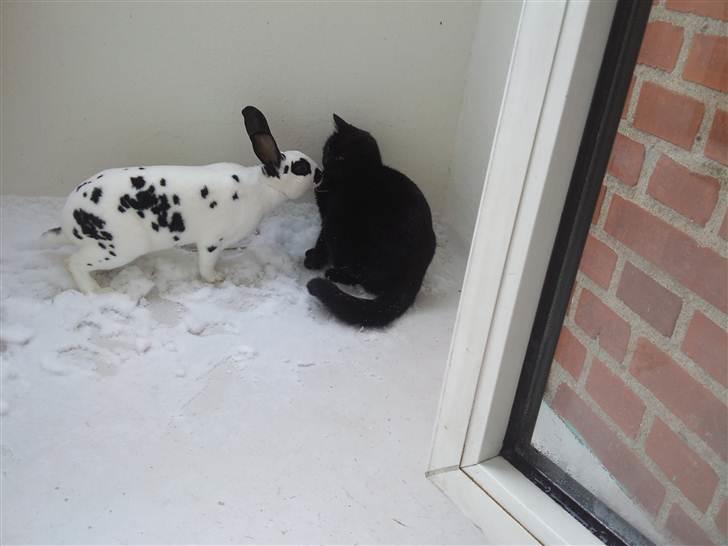 Kanin Ninkos (rex) - Super! Sne, kat og kys. billede 11