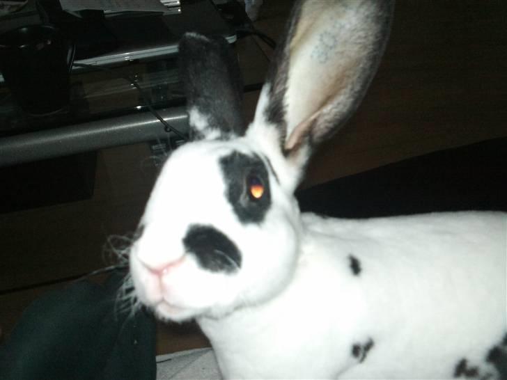 Kanin Ninkos (rex) - Tar´ du billede? billede 12