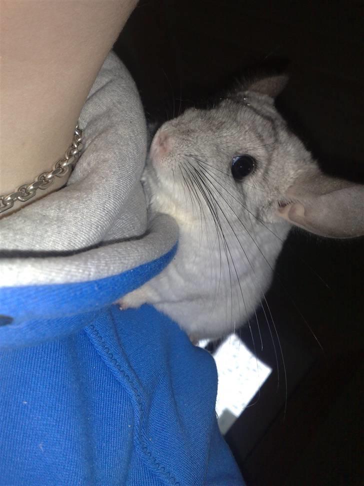 Chinchilla Anton billede 1