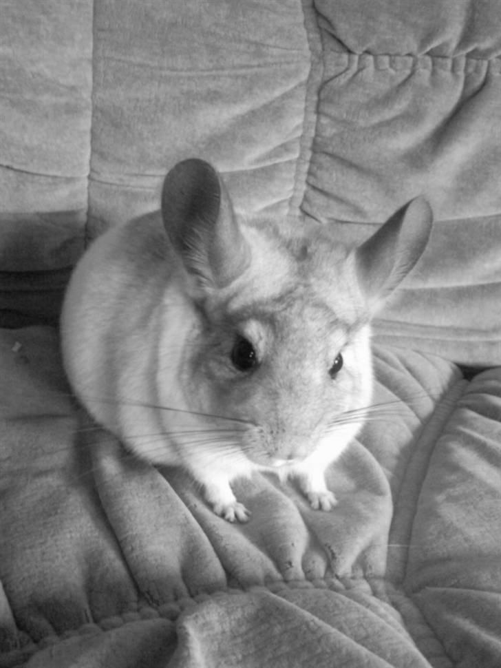 Chinchilla Anton billede 2