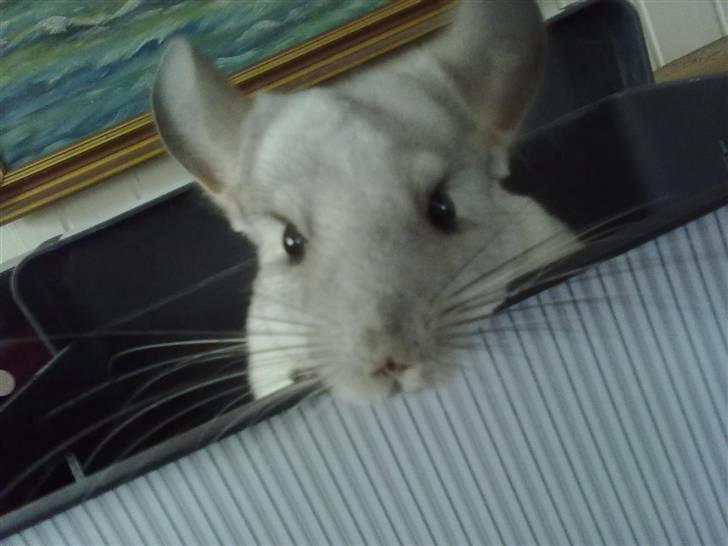 Chinchilla Anton billede 3