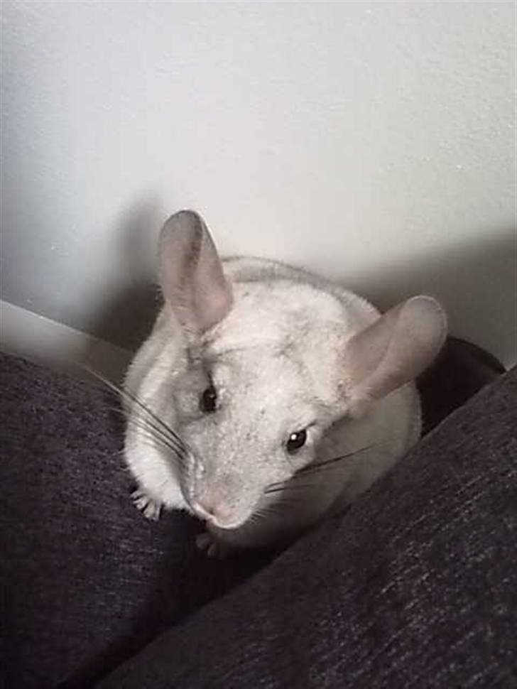 Chinchilla Anton billede 4