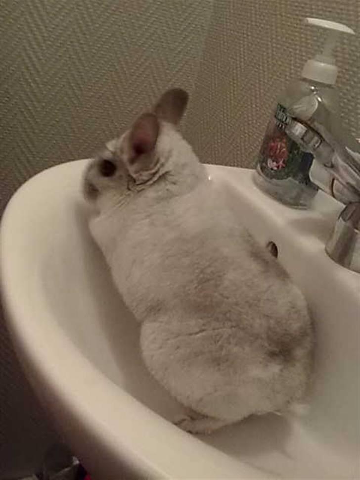 Chinchilla Anton billede 5