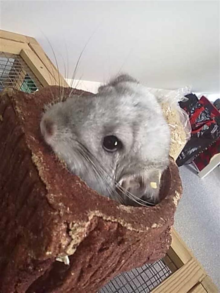Chinchilla Anton billede 6