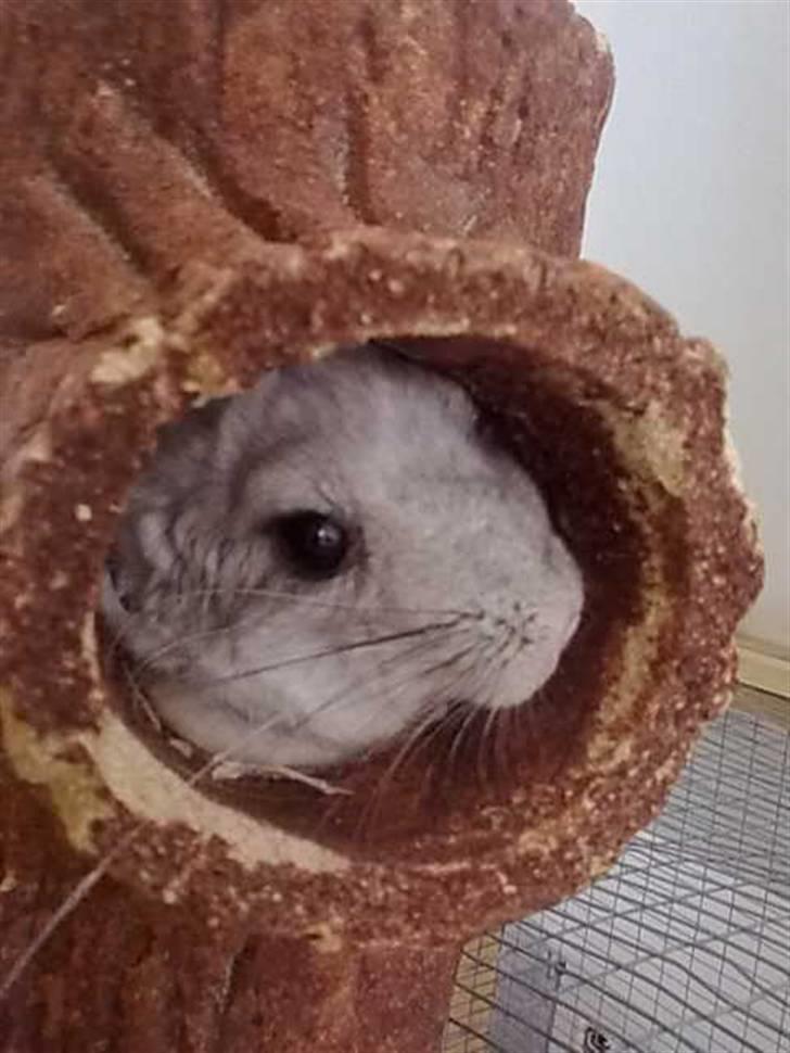 Chinchilla Anton billede 7