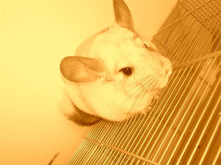 Chinchilla Anton billede 8