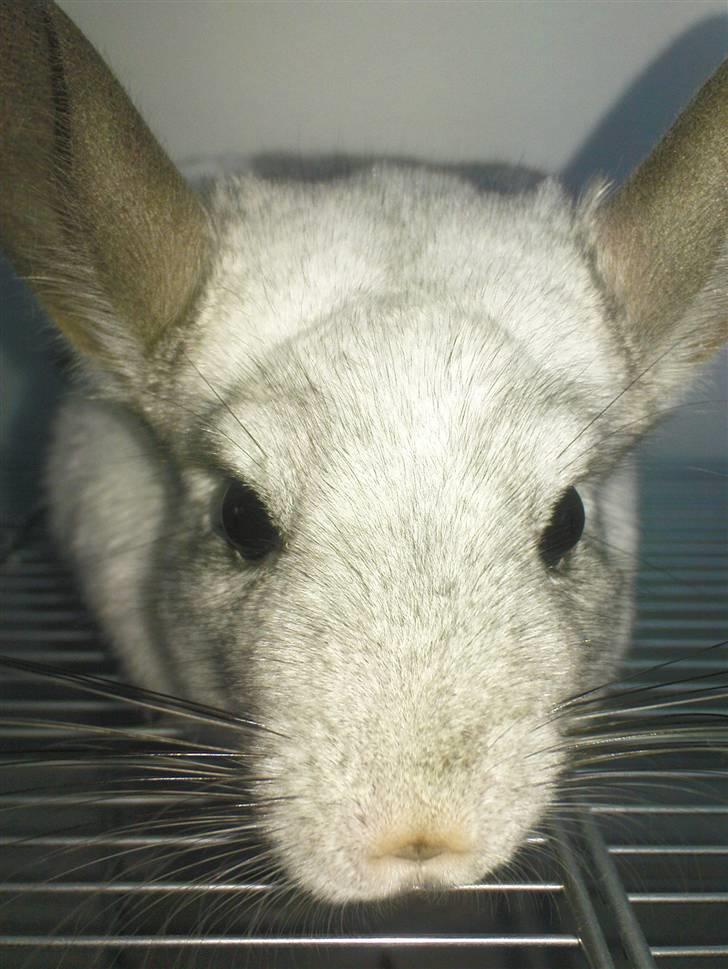 Chinchilla Anton billede 9
