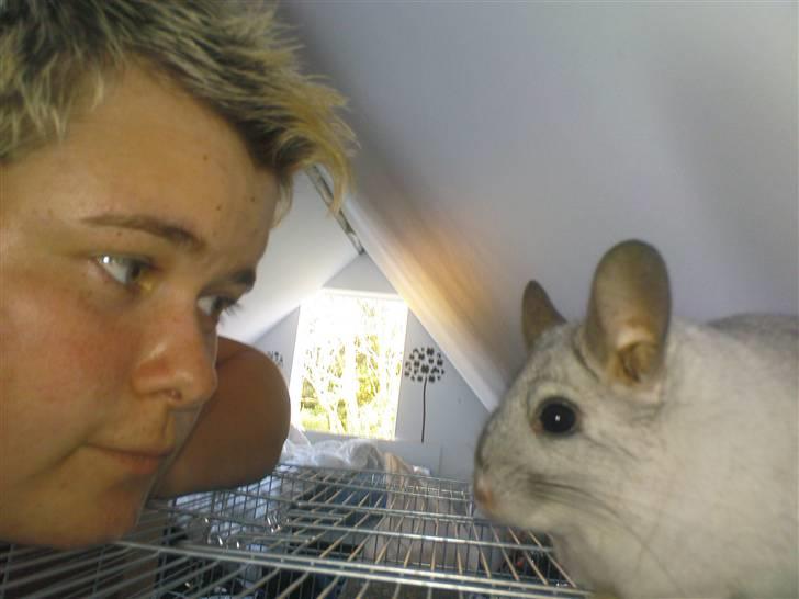 Chinchilla Anton billede 10