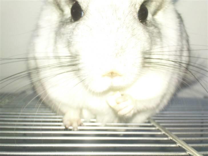 Chinchilla Anton billede 11