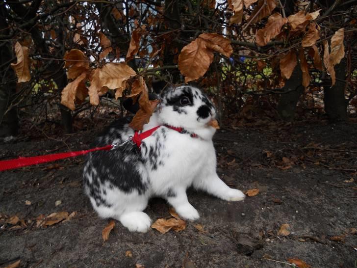 Kanin Snuske my soulmate<33 - hmm.. tørre blade.. billede 9